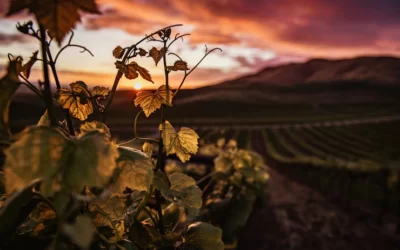 Le Crémant de Savoie